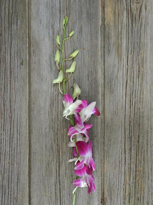 BOMBAY  BI-COLOR PURPLE/ WHITE DENDROBIUM ORCHID